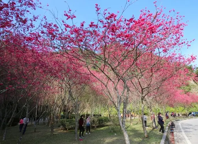 宜蘭櫻花 宜蘭櫻花