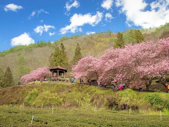 宜蘭櫻花季 宜蘭櫻花季