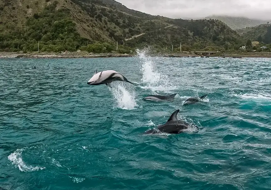紐西蘭海豚共游 紐西蘭海豚共游