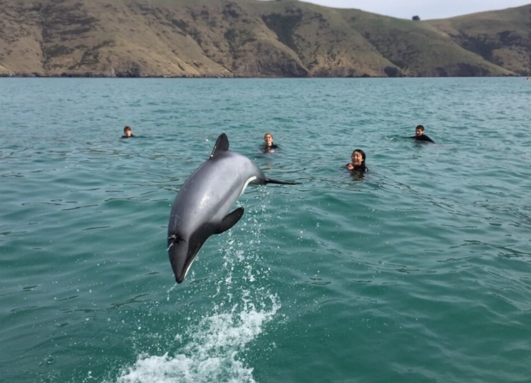 紐西蘭海豚共遊推薦