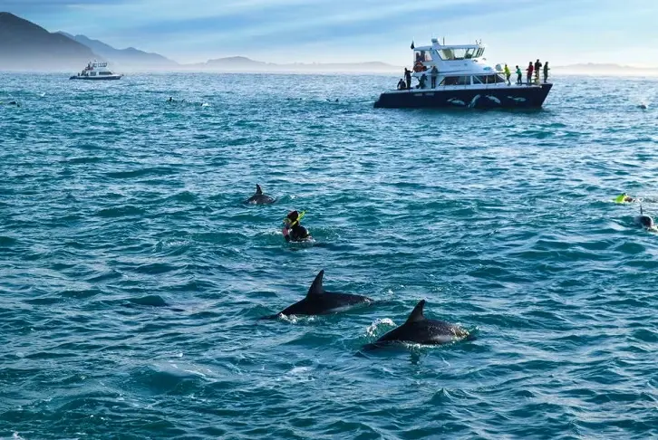 紐西蘭海豚共游 紐西蘭海豚共游