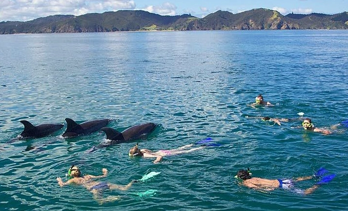 凱庫拉海豚共遊