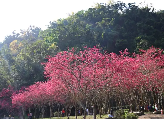 宜蘭賞櫻景點 宜蘭賞櫻景點