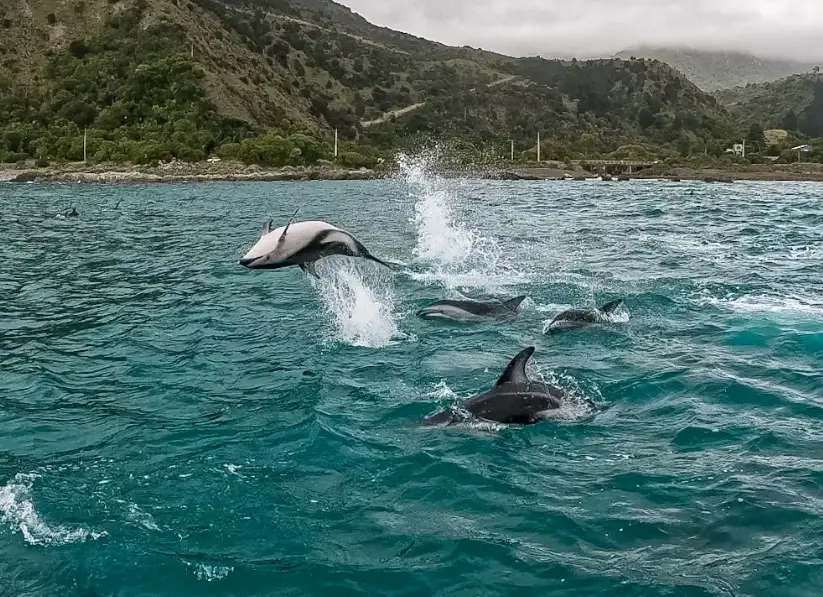 凱庫拉海豚共遊
