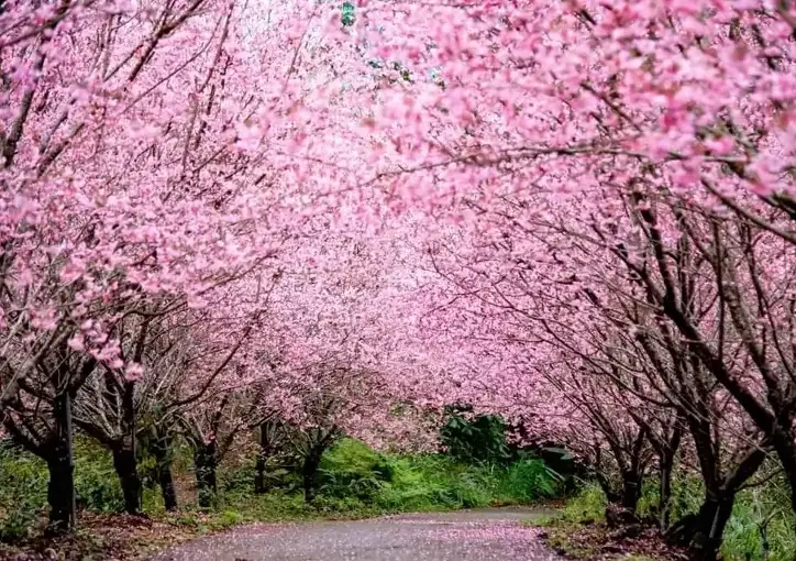 宜蘭櫻花季 宜蘭櫻花季