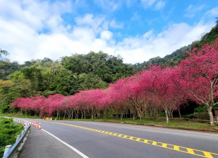 宜蘭賞櫻景點 宜蘭賞櫻景點