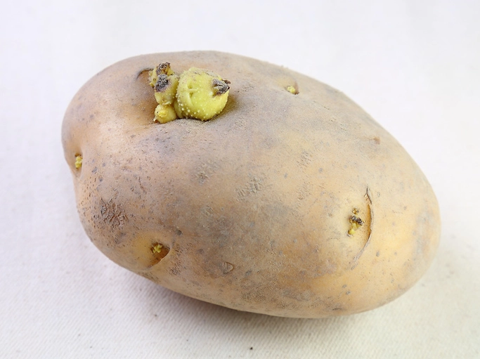 發芽馬鈴薯用途