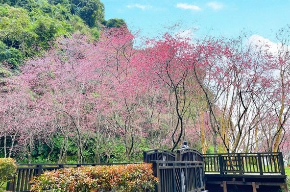 宜蘭櫻花 宜蘭櫻花