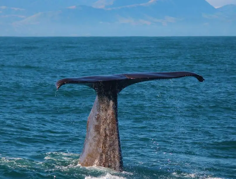 凱庫拉海豚共遊