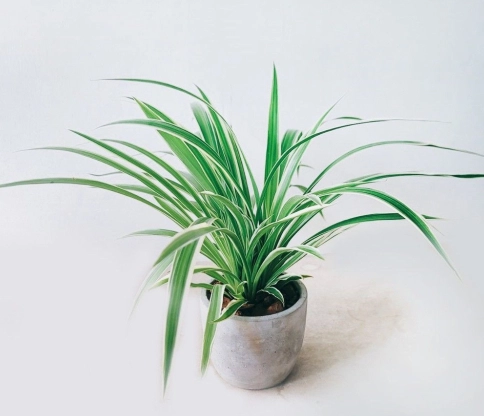 吊蘭 淨化 空氣