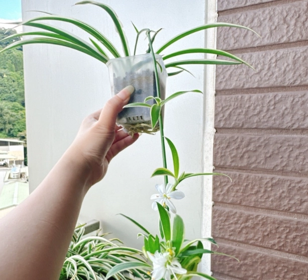 吊蘭室內怎麼養？從澆水到爆盆的實戰養護筆記