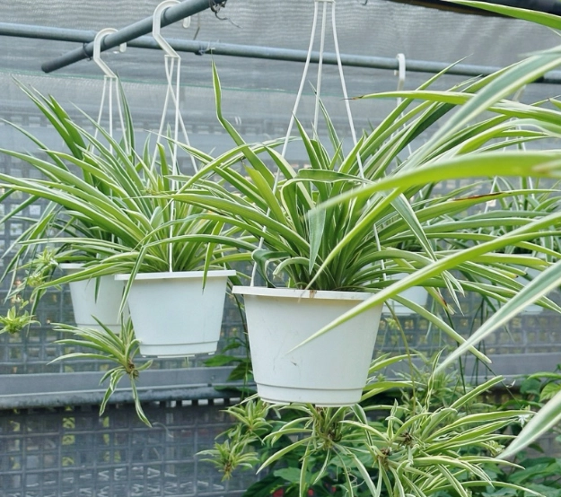 吊蘭 室內 養護