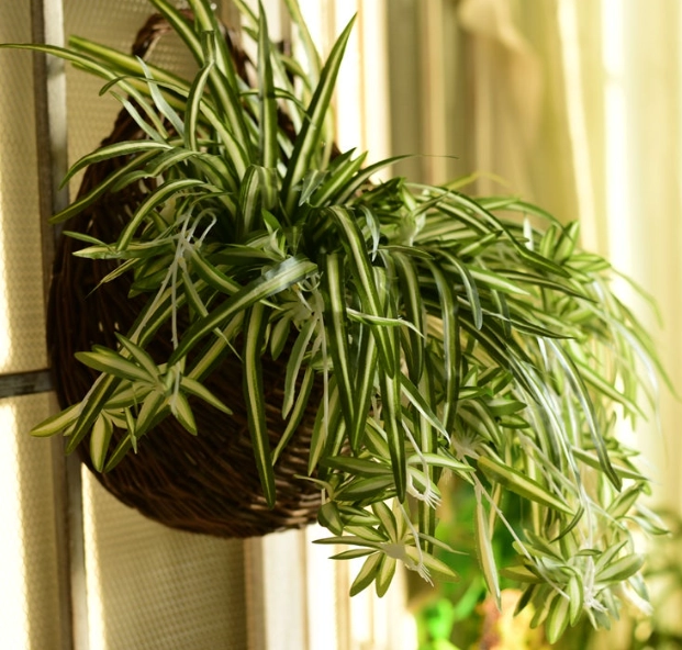 吊蘭 澆水 方法