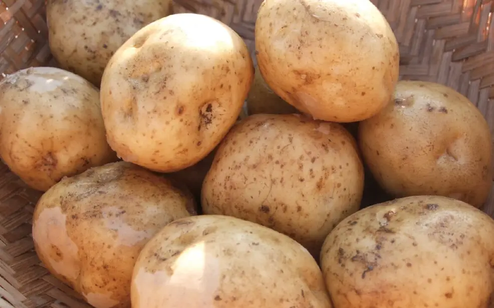 馬鈴薯食用注意