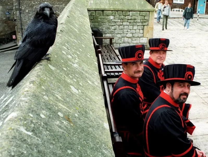 倫敦塔烏鴉飼養員 倫敦塔烏鴉飼養員