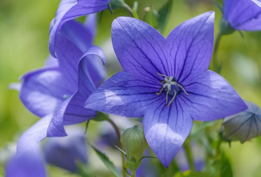 桔梗花意義 桔梗花意義