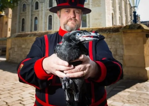 倫敦塔渡鴉 倫敦塔渡鴉