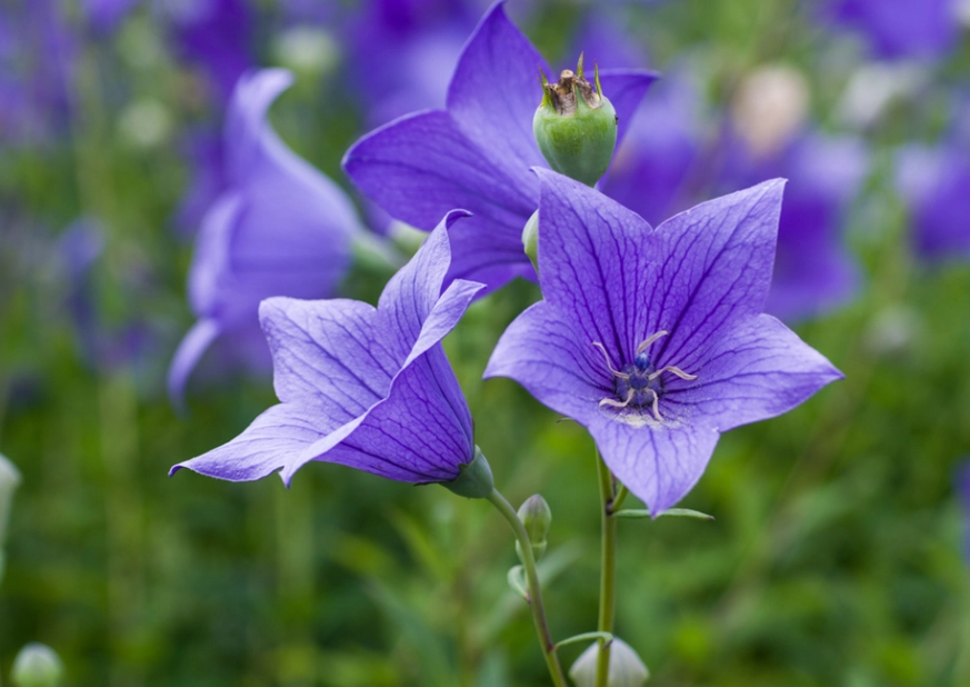 桔梗花象徵 桔梗花象徵