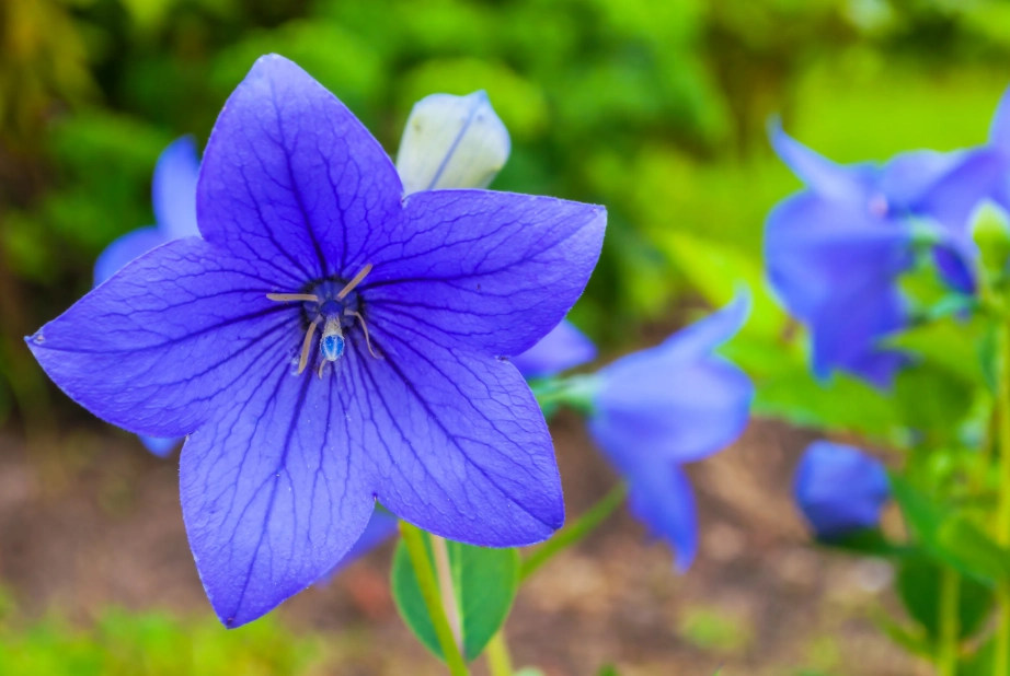 桔梗花意義 桔梗花意義