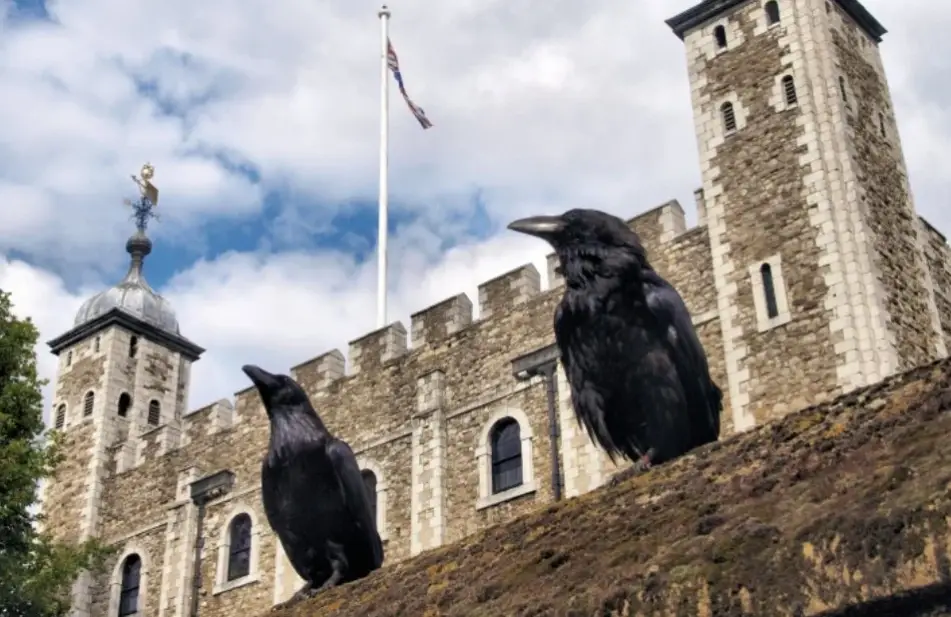 倫敦塔烏鴉傳說 倫敦塔烏鴉傳說