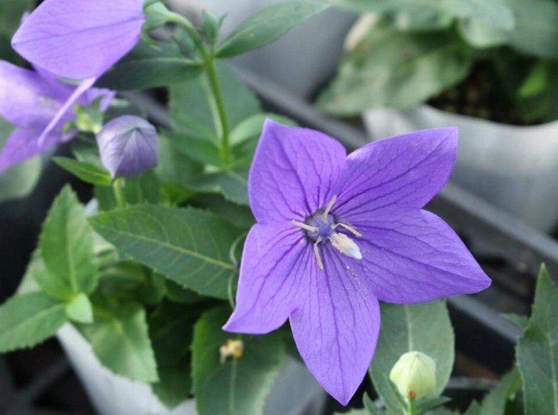 桔梗花意義 桔梗花意義