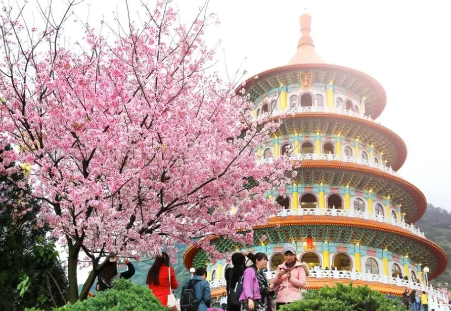 北部賞櫻景點 北部賞櫻景點