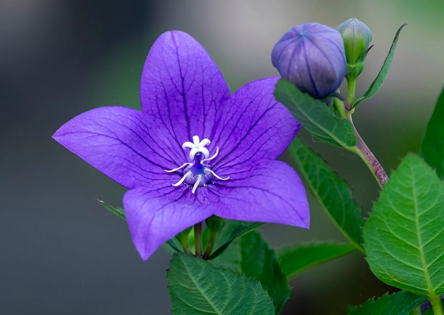 桔梗花象徵 桔梗花象徵