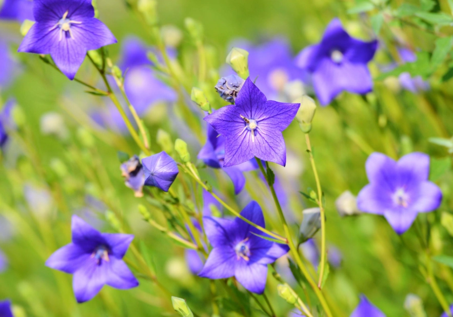 桔梗花象徵 桔梗花象徵