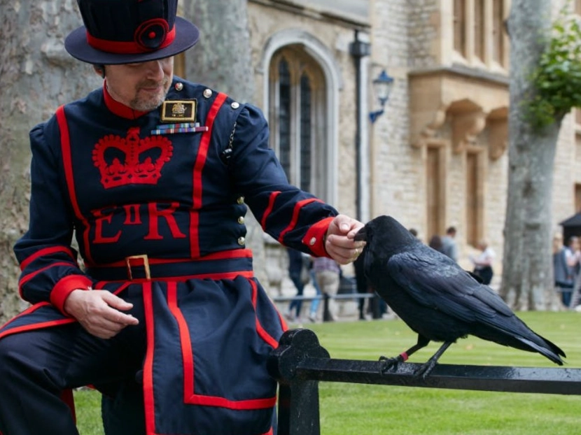 倫敦塔烏鴉傳說 倫敦塔烏鴉傳說