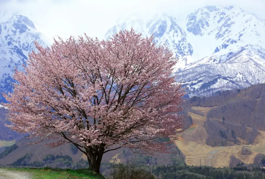 白马芝桜 白马芝桜