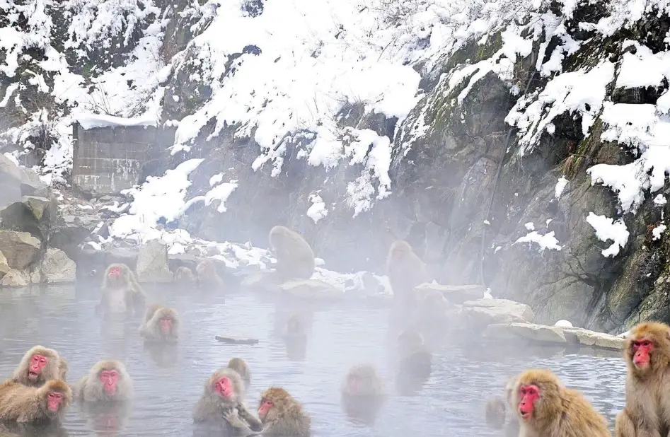 長野自由行 長野自由行