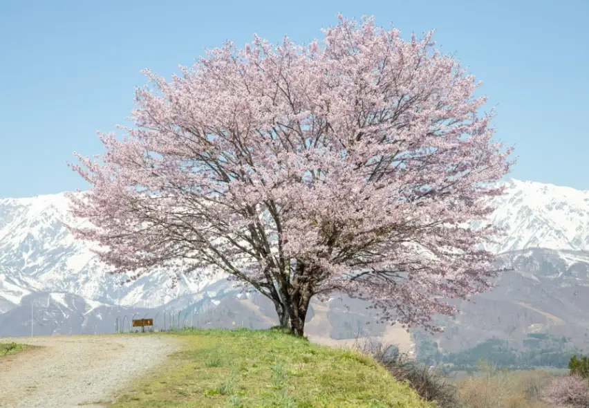 白马芝桜 交通 白马芝桜 交通