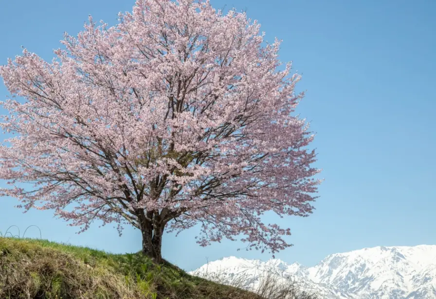 白马芝桜 住宿 白马芝桜 住宿