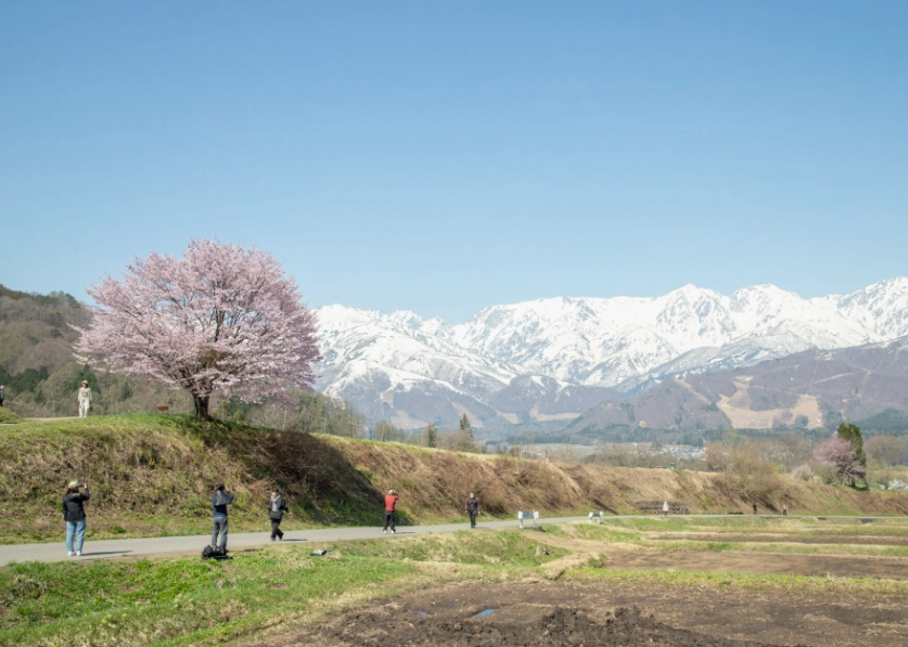 白马芝桜 白马芝桜