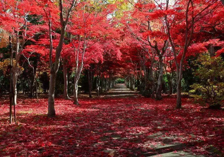 北海道賞楓