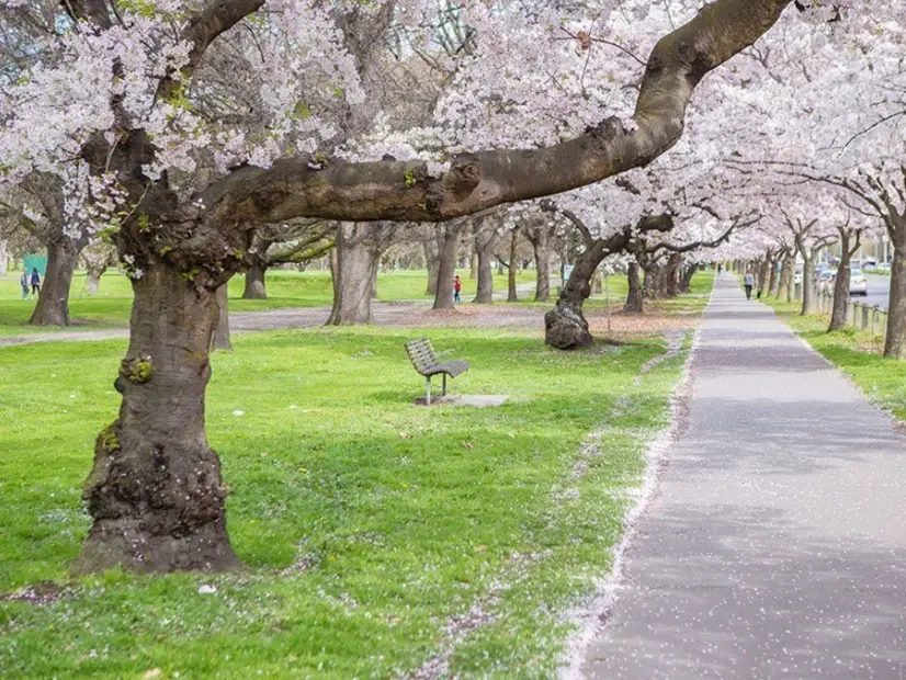 紐西蘭溜溜車 安全