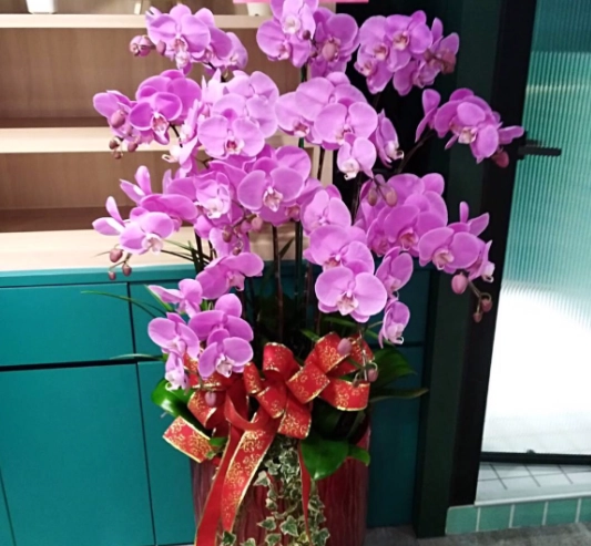 蝴蝶蘭花謝後修剪