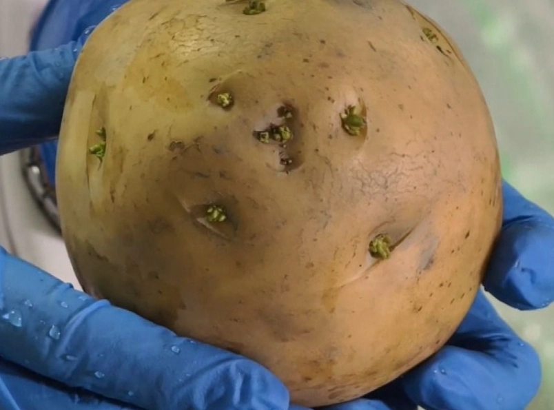 龍葵鹼中毒症狀