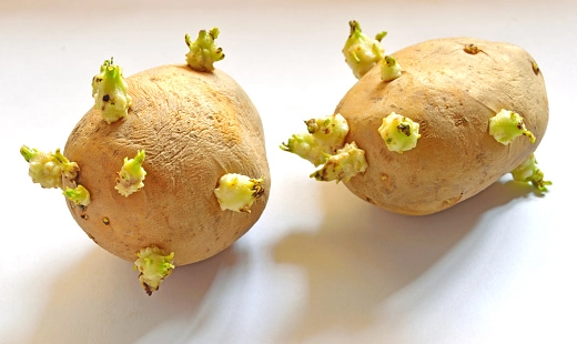 發芽馬鈴薯中毒