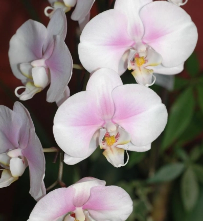 蝴蝶蘭花謝後處理