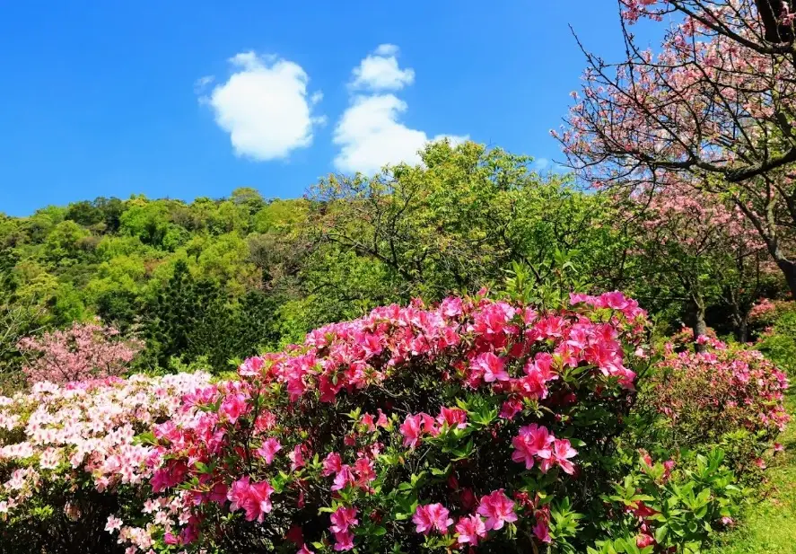 陽明山一日遊