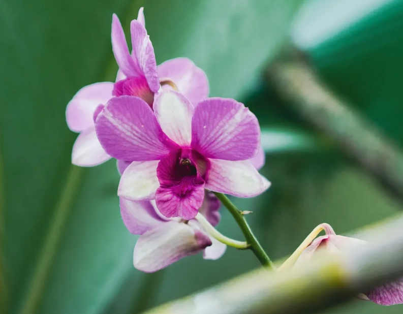蘭花復花