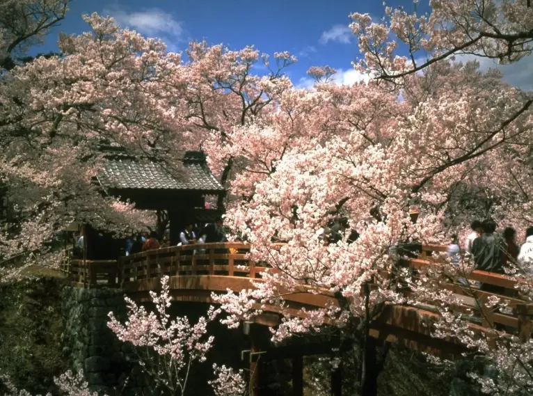 高遠城 賞櫻