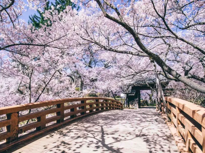 高遠城址公園 櫻花
