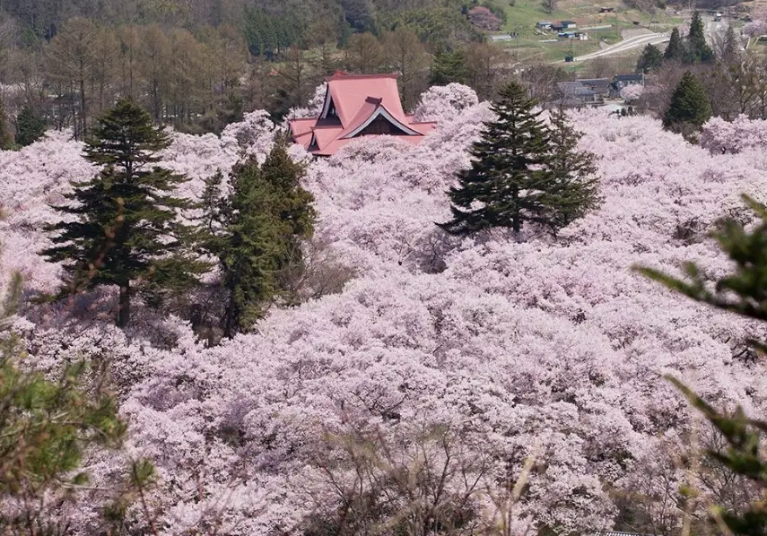 高遠城址公園 交通
