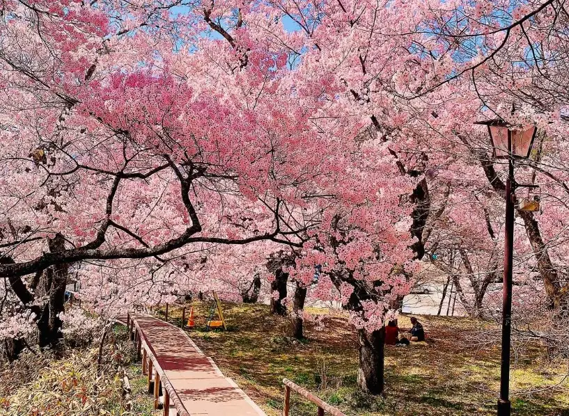 高遠城 賞櫻