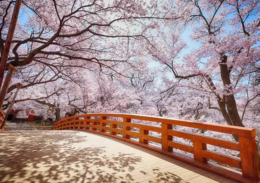 高遠城址公園 櫻花