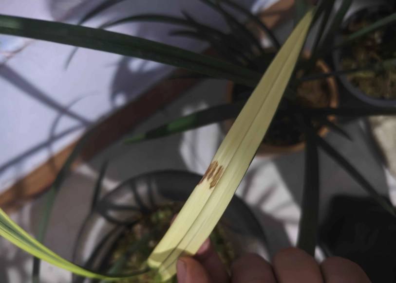 蘭花枯萎原因 蘭花枯萎原因