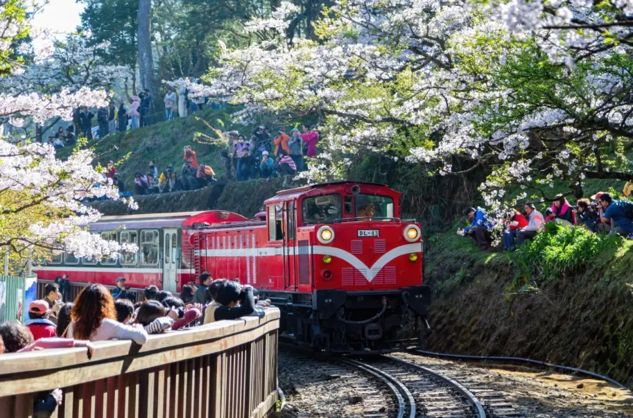 溪頭遊覽車推薦