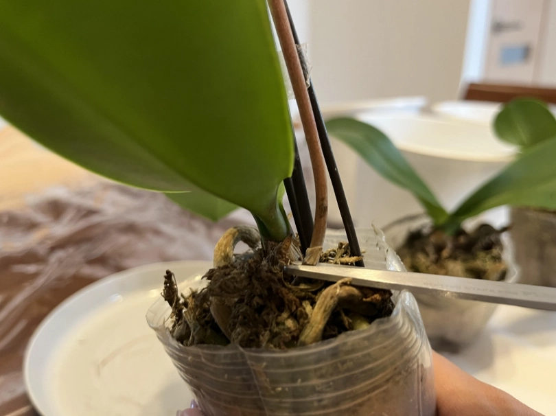 蘭花澆水技巧 蘭花澆水技巧